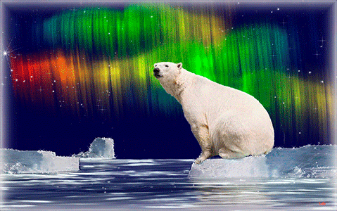 Анимация Белый медведь сидит на льдине, на фоне северного сияния, гифка Белый медведь сидит на льдине, на фоне северного сияния