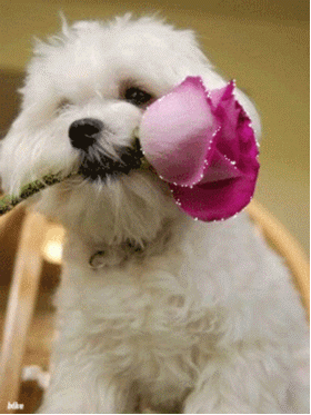 Анимация Белая собака с розой в зубах, гифка Белая собака с розой в зубах