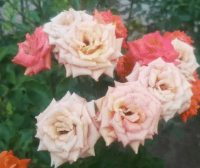 Анимация Разноцветные колышущаяся розы, гифка Разноцветные колышущаяся розы