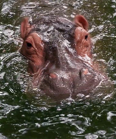 Анимация Бегемот в воде