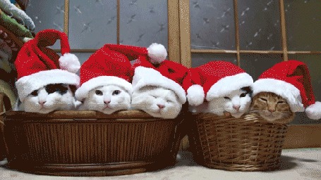 Анимация Котята в новогодних шапочках сидят в корзинах