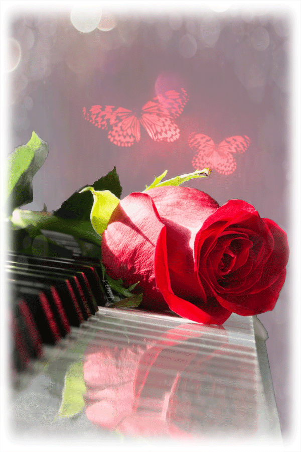 Анимация Красная роза на клавишах рояля на фоне бабочек, гифка