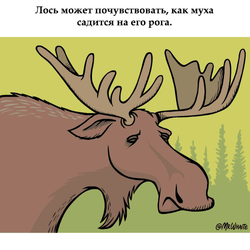 Анимация Лось хлопушкой отгоняет муху (Лось может почувствовать, как муха садится на его рога), by MR Whaite, гифка Лось хлопушкой отгоняет муху (Лось может почувствовать, как муха садится на его рога), by MR Whaite