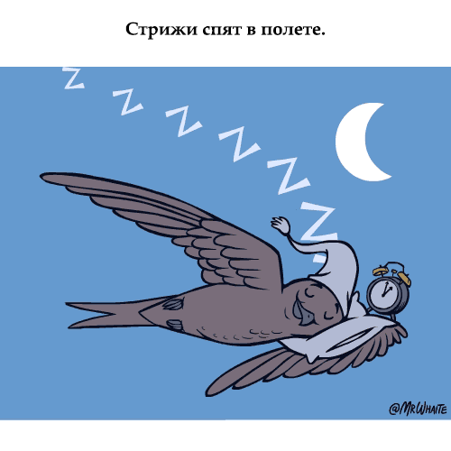 Анимация Стриж в небе спит на подушке (Стрижи спят в полете), by MR Whaite, гифка Стриж в небе спит на подушке (Стрижи спят в полете), by MR Whaite