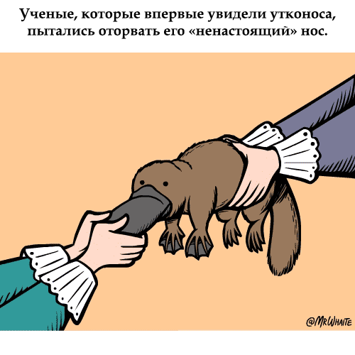 Анимация Руки людей тянут утконоса за нос (Ученые, которые впервые увидели утконоса, пытались оторвать его ненастоящий нос), by MR Whaite, гифка Руки людей тянут утконоса за нос (Ученые, которые впервые увидели утконоса, пытались оторвать его ненастоящий нос), by MR Whaite