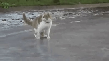 Анимация Котенок на льду