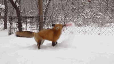 Анимация Лиса бегает за игрушкой по снегу, гифка Лиса бегает за игрушкой по снегу