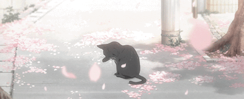 Анимация Черная кошка из аниме Shigatsu wa Kimi no Uso / Твоя апрельская ложь под падающими лепестками сакуры, гифка Черная кошка из аниме Shigatsu wa Kimi no Uso / Твоя апрельская ложь под падающими лепестками сакуры