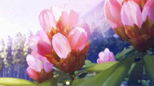Анимация Распускающиеся розовые цветы, гифка Распускающиеся розовые цветы