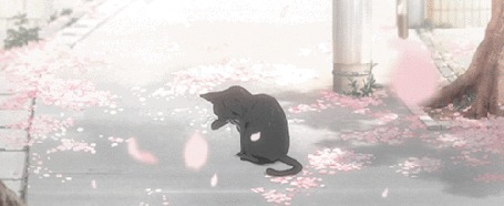 Анимация Черная кошка из аниме Shigatsu wa Kimi no Uso / Твоя апрельская ложь под падающими лепестками сакуры