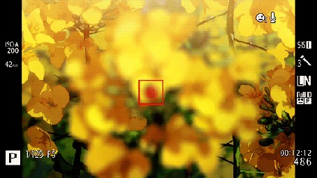 Анимация Кто-то фотографирует божью коровку, сидящую на желтом цветке