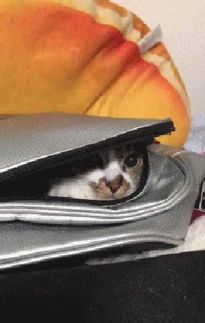 Анимация Кошка в рюкзаке