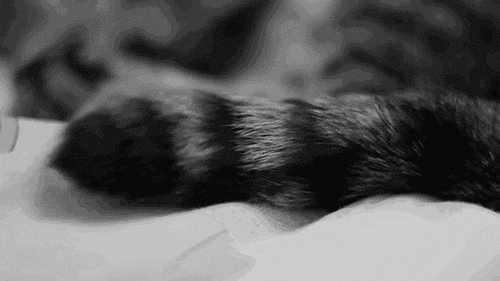 Анимация Кот поднимает свой хвостик, гифка Кот поднимает свой хвостик