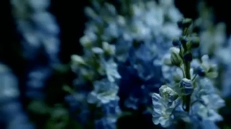 Анимация Голубые цветы колышутся от ветра