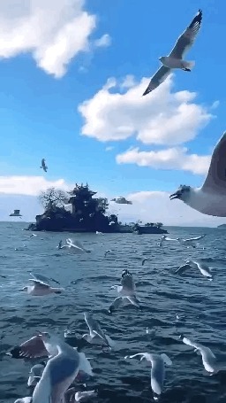 Анимация Чайки парят над морем
