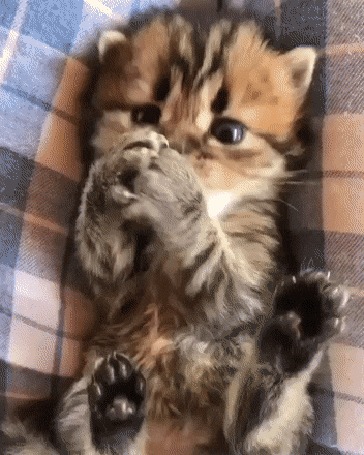 Анимация Смешной полосатый котенок