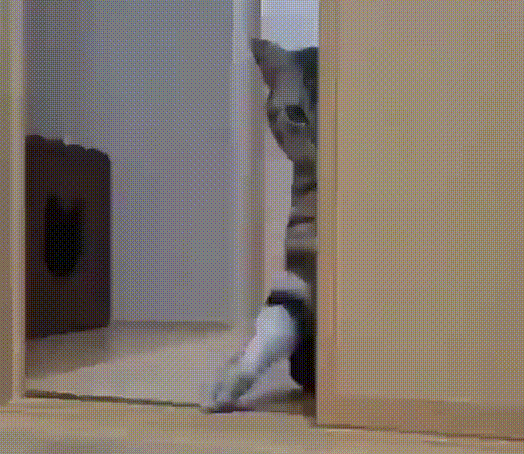 Анимация Кошка прячется за дверью, выставляя лапку, гифка Кошка прячется за дверью, выставляя лапку