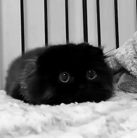 Анимация Черный котенок на постели, гифка Черный котенок на постели
