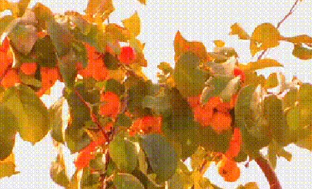 Анимация Колышущаяся ветка с абрикосами