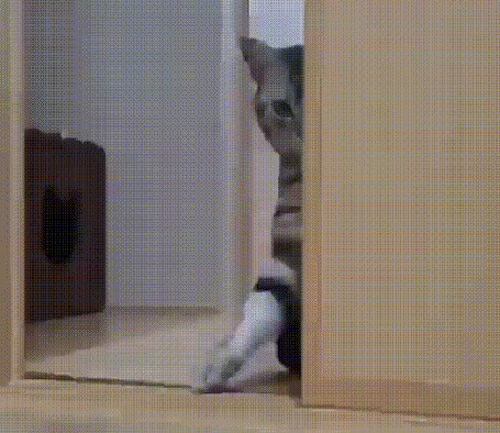 Анимация Кошка прячется за дверью, выставляя лапку