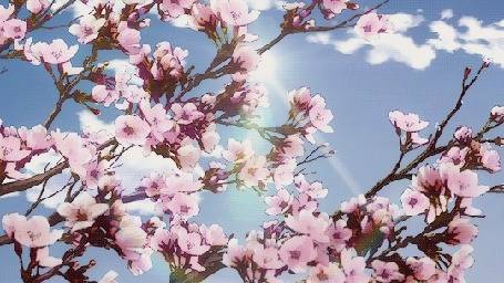 Анимация Цветущие ветки сакуры раскачиваются от ветра