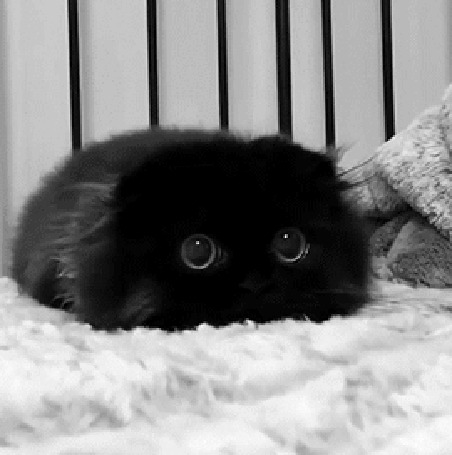 Анимация Черный котенок прыгает