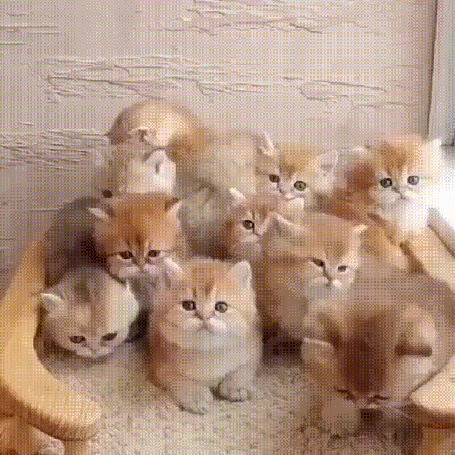 Анимация Маленькие рыжие котята