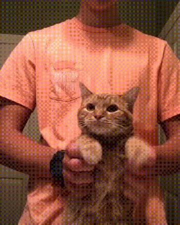 Анимация Парень показывает рыжего кота