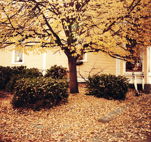 Анимация Тихо падающие листья с пожелтевшего осеннего дерева, гифка Тихо падающие листья с пожелтевшего осеннего дерева