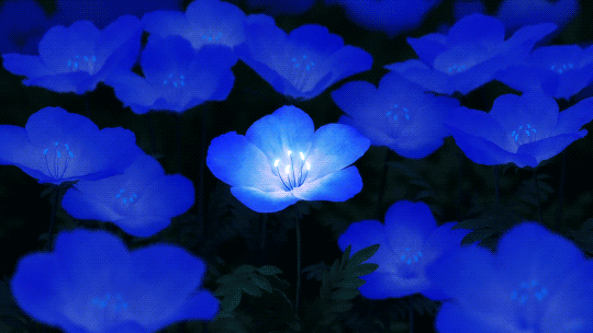 Гиф анимация Сияющие голубые цветы