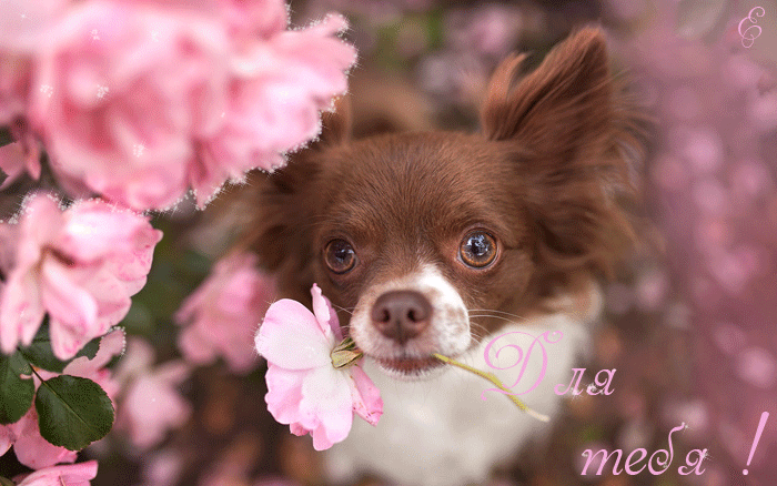 Анимация Собака держит в зубах розовый цветок (Для тебя!), гифка