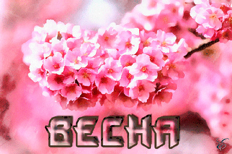 Анимация Розовые цветы (весна)