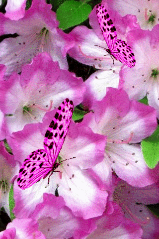 Анимация Розовые бабочки на нежных цветах, гифка