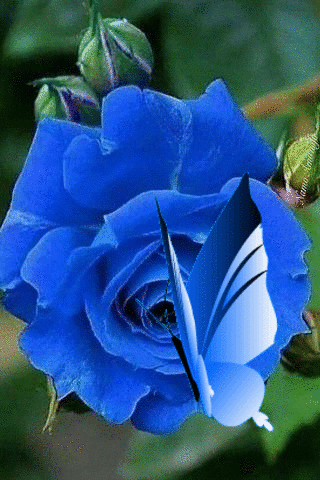 Анимация Бабочка машет крыльями на синей розе, гифка