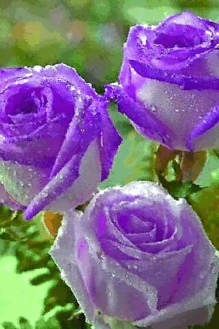 Анимация Фиолетовые розы в росе переливаются на солнце, гифка Фиолетовые розы в росе переливаются на солнце