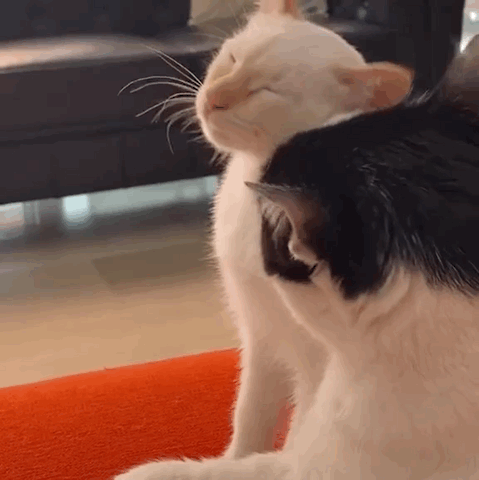 Анимация Кот лижет белую кошечку, гифка Кот лижет белую кошечку