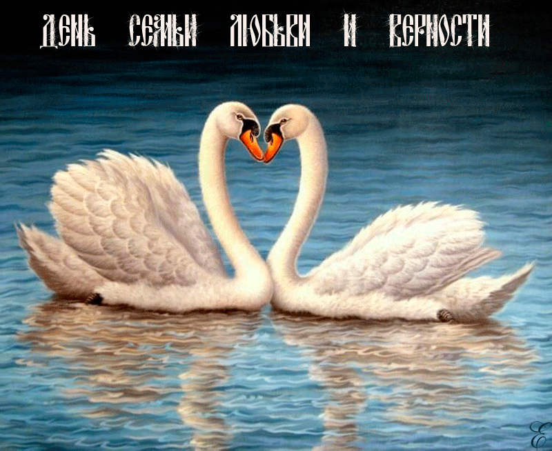 Анимация Лебеди в воде плавают (надпись День семьи, любви и верности), гифка Лебеди в воде плавают (надпись День семьи, любви и верности)