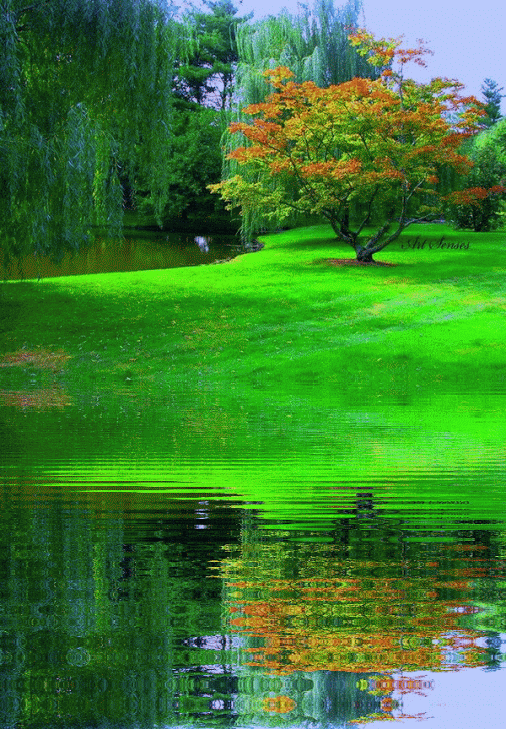 Анимация Осенний пейзаж. На берегу пруда стоят деревья. Пожелтевшая листва отражается в воде, гифка Осенний пейзаж. На берегу пруда стоят деревья. Пожелтевшая листва отражается в воде