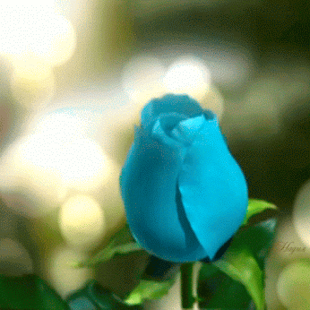 Анимация Капелька воды падает в бутон голубой розы, и она распускается, гифка Капелька воды падает в бутон голубой розы, и она распускается
