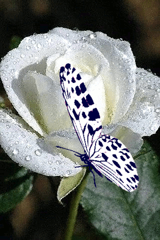 Анимация Белая бабочка сидит на белой розе, покрытой капельками росы, и машет крыльями, гифка