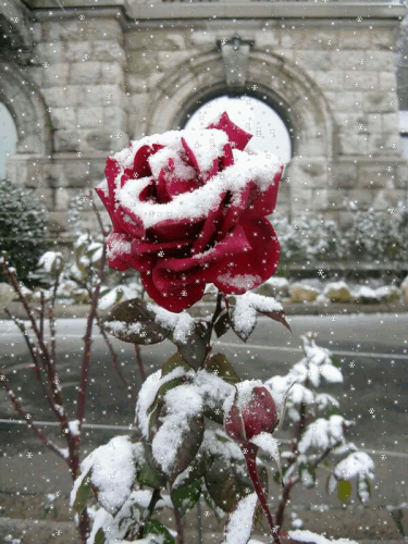 Анимация Красная роза в снегопад, гифка Красная роза в снегопад