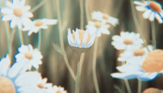 Анимация Белые ромашки в траве, гифка