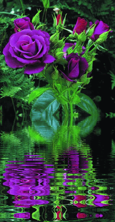 Анимация Фиолетовая роза с бутонами отражается в волнах, гифка Фиолетовая роза с бутонами отражается в волнах
