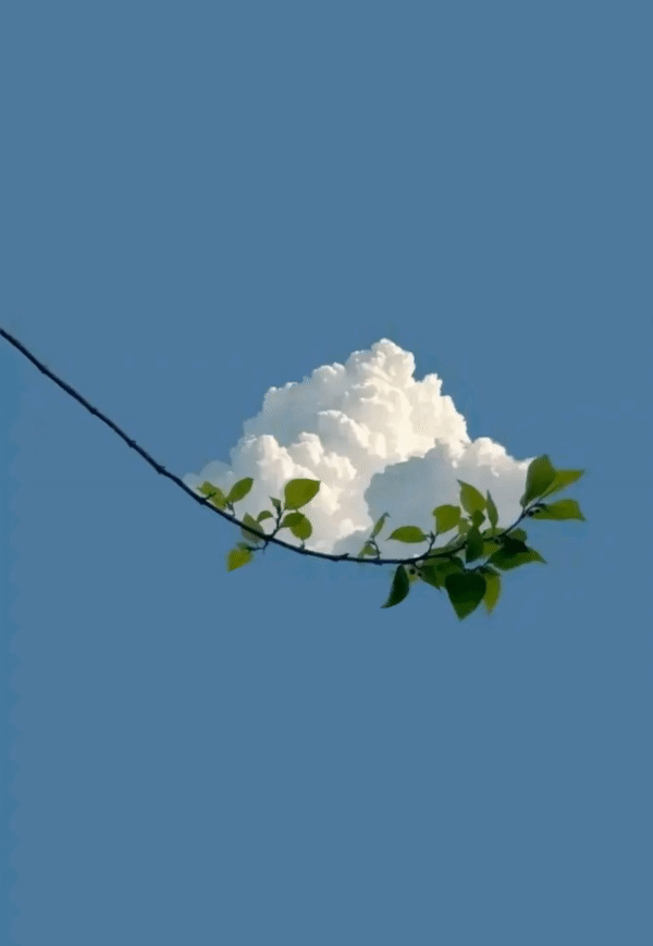 Анимация Белое облако на веточке, гифка