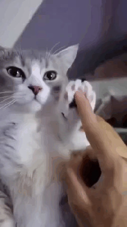 Анимация Котейка танцует красиво