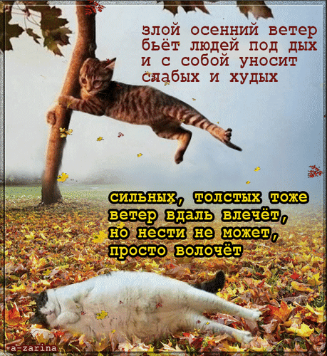 Анимация Котов сносит ветер - бродяга, (Злой осенний ветер бьет людей под дых. И с собой уносит слабых и худых. Сильных толстых тоже ветер в даль влечет. Но нести не может, просто волочет), гифка Котов сносит ветер - бродяга, (Злой осенний ветер бьет людей под дых. И с собой уносит слабых и худых. Сильных толстых тоже ветер в даль влечет. Но нести не может, просто волочет)