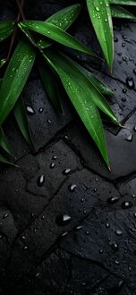 Обои на телефон Зеленые листья бамбука с каплями воды на черной каменной поверхности