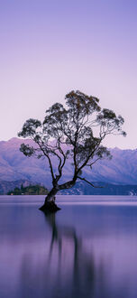 Обои на телефон Wanaka / Ванака, New Zealand / Новая Зеландия, одинокое дерево в спокойном фиолетовом озере на фоне далеких гор под светло-лиловым небом
