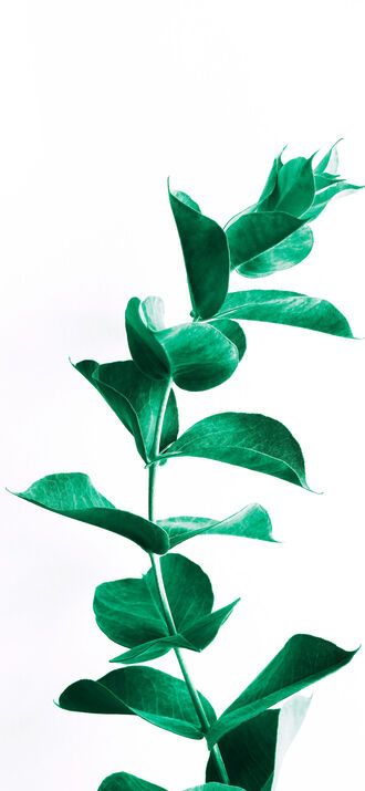 обои на телефон Зеленое растение типа с гладкими округлыми листьями на белом фоне
